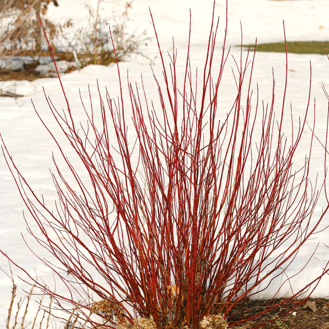 Winter landscape with bright red Arctic Fire Cornus contrasting against pure white snow